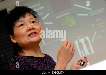 Brno, Czech Republic. 18th October 2013. British scientist Taiwanese origin Sun Ju-mank (pictured) informed about the discovery of an enzyme which decides on the future purpose of stem cells in the early stages of human development. A small protein labeled PTP1B is responsible for whether a particular cell will form the basis of internal organs or the nervous system. The discovery can be used in the future to develop effective therapeutic cells, for example in certain neurodegenerative diseases. Sun Ju-mank is pictured (CTK Photo/Vaclav Salek/Alamy Live News) Stock Photo