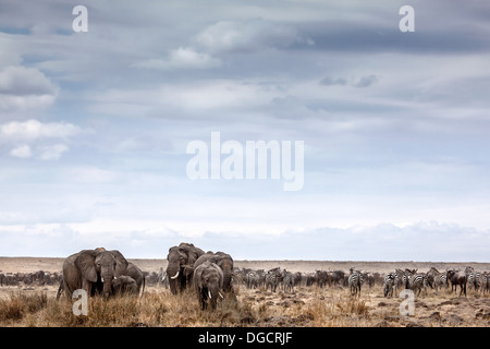 A herd or elephants graze on the open veld Stock Photo