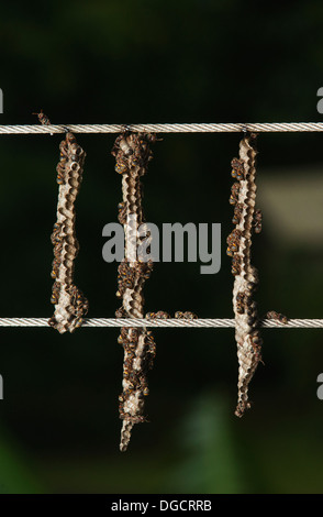 Brown paper wasps building their nests hanging from wire strands on a deck. Stock Photo