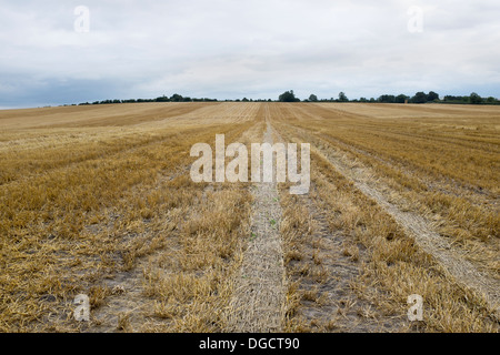 Harvested Wheat Field Stock Photo