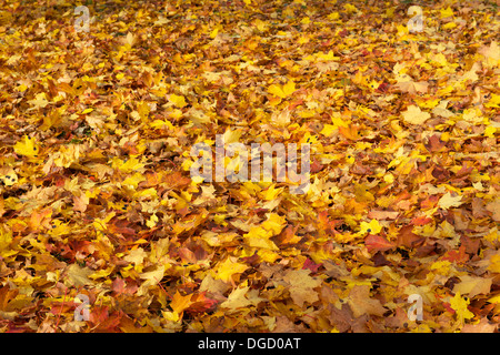 Colorful autumn leaves, colorful background of autumn leaves, autumn leaves background, multicoloured leaves, red, orange Stock Photo