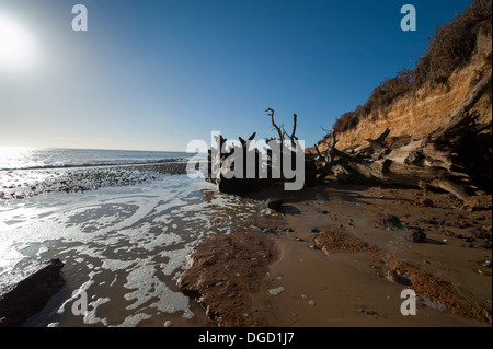 Tidal erosion along Suffolk coastline Stock Photo