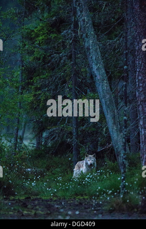 A female wolf in a forest Stock Photo