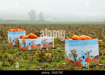Freshly picked Pumpkins in produce boxes in pumpkin field-Martindale Flats, Victoria, British Columbia, Canada. Stock Photo