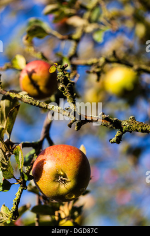 Cox's apples hanging on tree branches Stock Photo