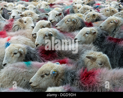 Herdwick sheep packed tightly in a pen in Troutbeck, Cumbria Stock Photo