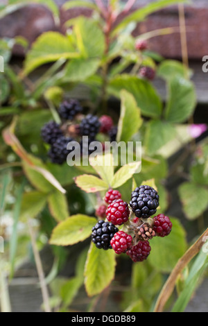 A bramble bush with blackberries in various stages of ripening Stock ...