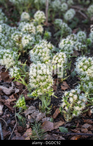 White Butterbur ( Petasites alba) by the River Deveron at Huntly in Aberdeenshire, Scotland.