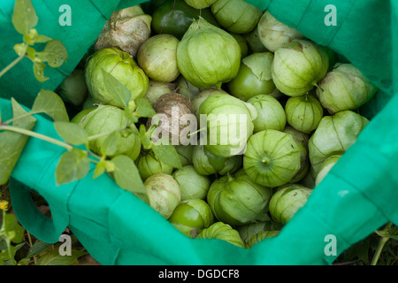 Tomatillos are still producing near the end of the growing season.  Leaf and flower are hanging over edge of bag. Stock Photo