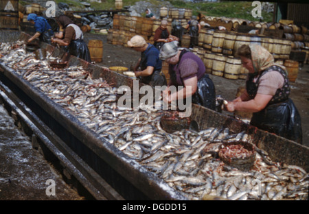 Historical picture, 1970s of female workers at troughs gutting a large volume of herring fish, Stornoway, Scotland. Stock Photo