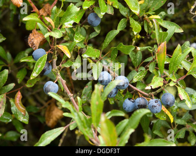 sloe berries on blackthorn tree Stock Photo