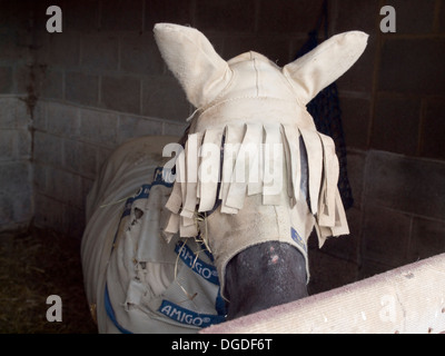 horse with fly guard on head Stock Photo