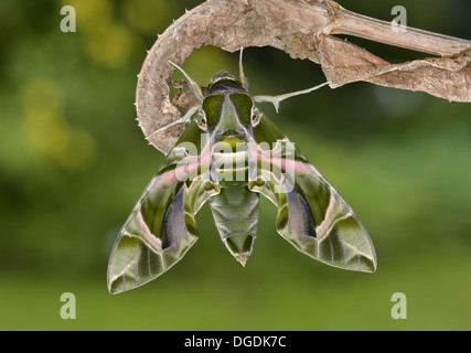 Oleander Hawk-moth Daphnis nerii Stock Photo