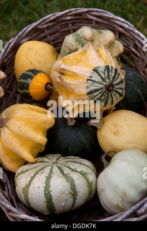 Autumn display, pumpkins, squash Stock Photo