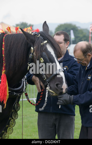 Man putting a 3 Slot Liverpool Driving Bit on a Shire Horse Stock Photo