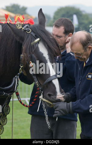 Man putting a 3 Slot Liverpool Driving Bit on a Shire Horse Stock Photo