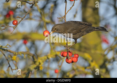 Blackbird Turdus merula - Female Stock Photo