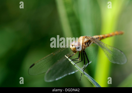 The beautiful dragonfly sits on branches Stock Photo