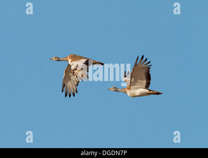 Great Bustard - Otis tarda - Female in flight Stock Photo