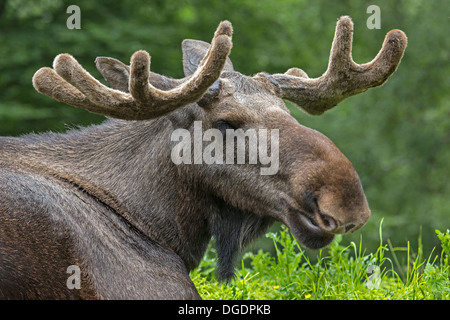 Portrait of an Eurasian moose, Sweden, Europe / Alces alces Stock Photo