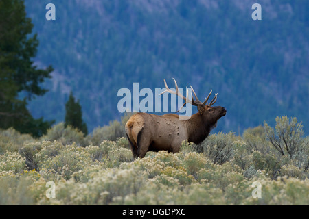 Elk / Wapiti (Cervus canadensis) A male Elk bugling, (or bellowing as it is said in the UK) during the rut. Yellowstone, Montana Stock Photo