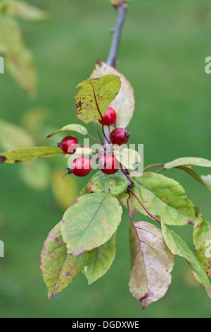 Malus 'Royalty' Crab Apple Tree Autumn Berries Stock Photo
