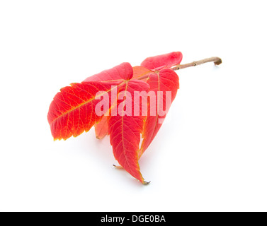 red autumn leaf isoated on white background Stock Photo - Alamy