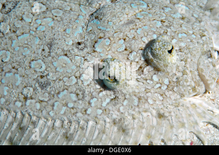 Peacock flounder, Bothus mancus, eyes detail, Nukuione Islet, off Mata 'Utu, Wallis Island, Wallis & Futuna, South Pacific Stock Photo