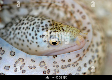 Peppered or Painted moray, Gymnothorax pictus, Nukuione Islet, off Mata 'Utu, Wallis and Futuna, South Pacific Stock Photo