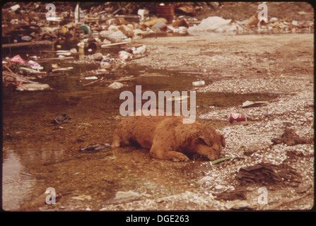 HIGHWAY 51 BETWEEN LAPLACE AND MANCHAC. DEAD DOG AT ILLEGAL DUMPING GROUND. WATER COMES FROM BACK-UP OF NEARBY LAKE... 548307 Stock Photo