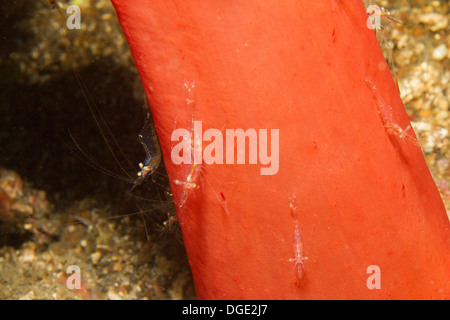 Grou p of Translucent Gorgonian Shrimp.Manipontonia psamathe).Lembeh Straits,Indonesia. Stock Photo