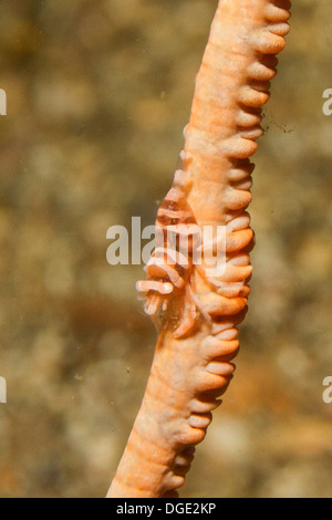 Zanzibar Whip Coral Shrimp on Black Coral.(Dasycaris zanzibarica on Cirrhipathjes sp.).Lembeh Staits,Indonesia Stock Photo