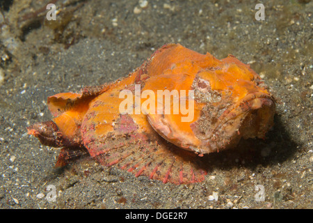 Flasher Scorpionfish.(Scorpaenopsis macrochir).Lembeh Straits,Indonesia Stock Photo