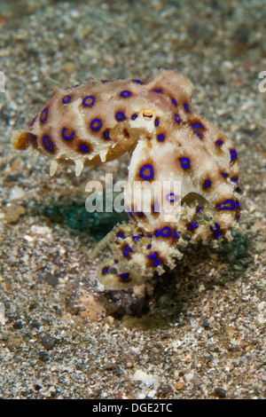 Greater Blue-Ringed Octopus.(Hapalochlaena lumulata).Lembeh Straits,Indonesia