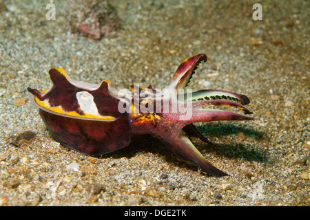Flamboyant Cuttlefish.(Metasepia pfefferi).Lembeh Straits,Indonesia Stock Photo