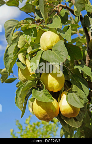 Quince tree. Stock Photo