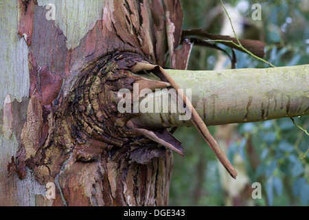 Eucalyptus Tree Close Up Eucalyptus regnans, Stock Photo