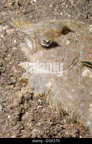 Peacock Flounder closeup shows both eyes on one side of the head.(Bothus mancus).Lembeh Straits,Indonesia Stock Photo