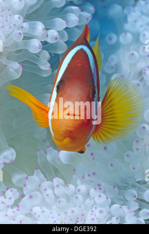 Tomato Clownfish in Sea Anemone.(Amphiprion frenatus).Solomon Islands Stock Photo