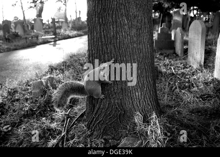 Squirrel in Brompton Road Cemetery, London Stock Photo