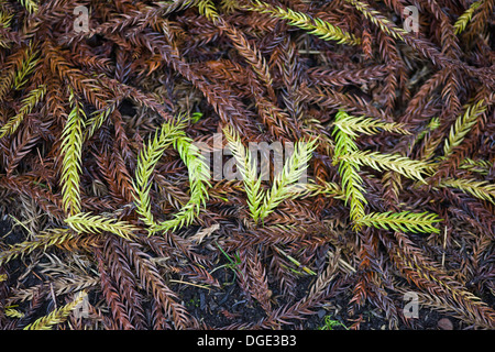 Taiwania cryptomerioides large coniferous tree Needles Spelling out the Word Love on the ground Stock Photo