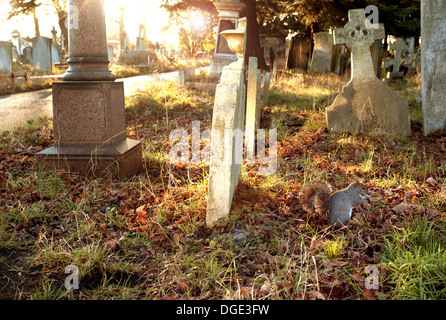 Squirrel in Brompton Road Cemetery, London Stock Photo