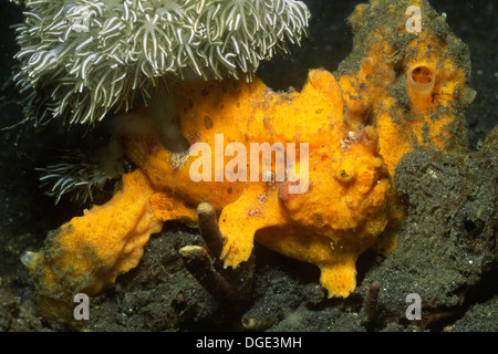 Giant Frogfish looks like the sponge next to wich it hides in ambush.(Antennarius commersoni).Lembeh Straits,Indonesia Stock Photo