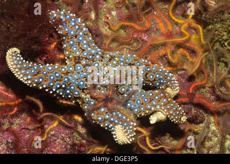 Giant-Spined Star with Spiny Brittle Stars.(Pisaster giganteus with Ophiothrix spiculata).Santa Barbara Island,California Stock Photo