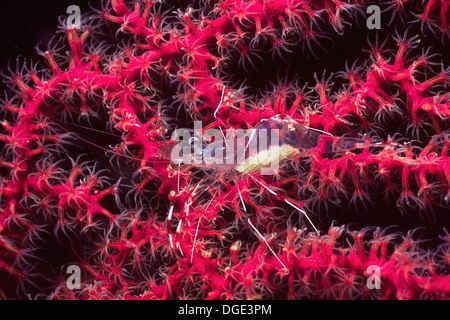 Translucent Gorgonian Shrimp full of eggs lives in Sea Fan.(Manipontonia psamathe).Solomon Islands Stock Photo