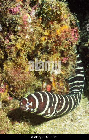 Zebra Moray Eel.(Gymnomuraena zebra).Los Cabosd,Mexico Stock Photo