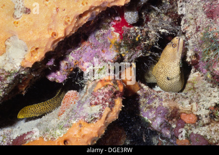 Goldentail MOray Eel swims through a coral reef.(Gymnothorax miliaris).Bonaire Stock Photo