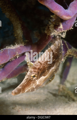 Slender Filefish.(Monacanthus tuckeri).Bonaire Stock Photo