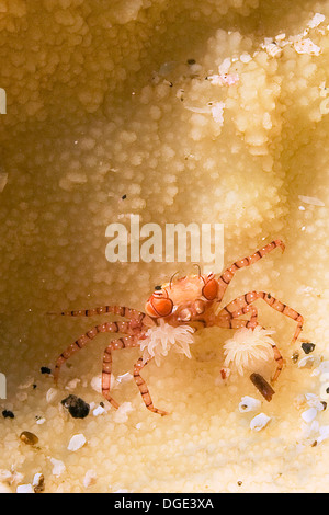 Mosaic Boxer Crab has samll anemones attached to it's claws.(Lybia tesselata).Lembeh Staits,Indonesia Stock Photo