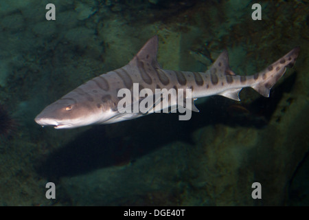 Leopard Shark swimming.(Triakis semifasciata).Catalina Island, California Stock Photo